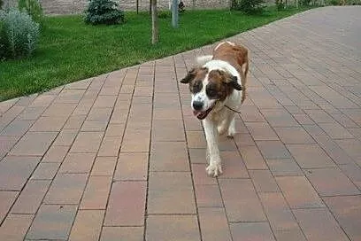 Bernardynka Roxi pilnie szuka domu stałego!