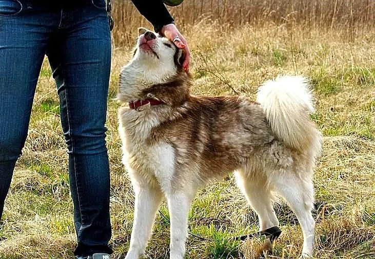 Hexa - młoda, przyjazna, towarzyska sunia husky sz