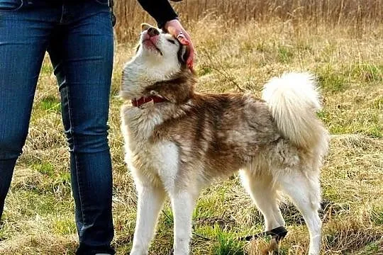 Hexa - młoda, przyjazna, towarzyska sunia husky sz
