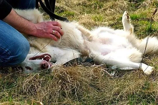 Hexa - młoda, przyjazna, towarzyska sunia husky sz