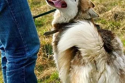 Hexa - młoda, przyjazna, towarzyska sunia husky sz