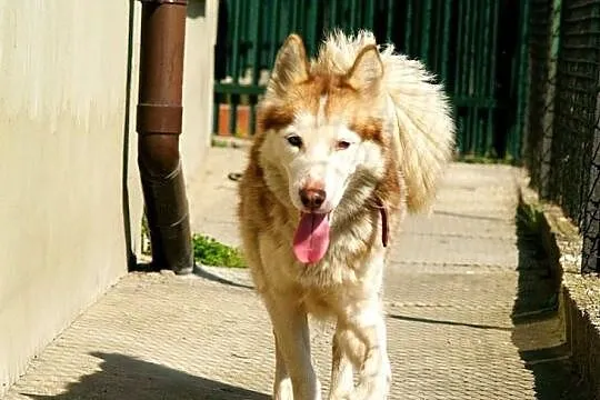 Hexa - młoda, przyjazna, towarzyska sunia husky sz