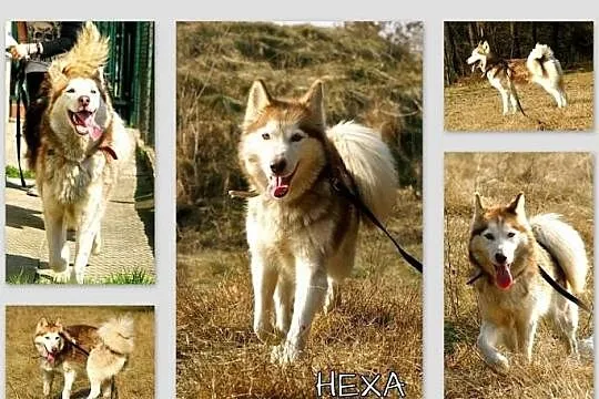 Hexa - młoda, przyjazna, towarzyska sunia husky sz