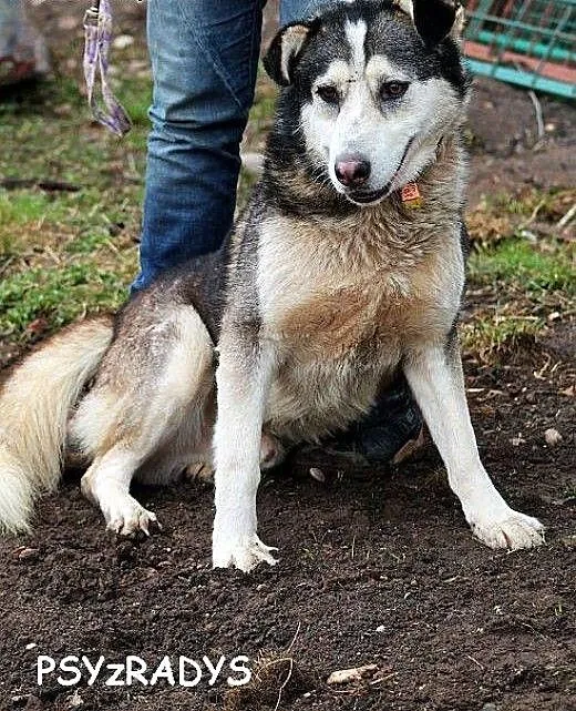 MIESZKO młody, łagodny, piękny mix husky szuka dom