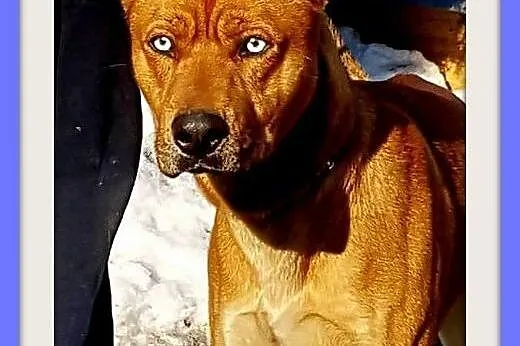 SZOGUN,duży,błękitnooki pies dla aktywnych.ADOPCJA,  dolnośląskie Wrocław