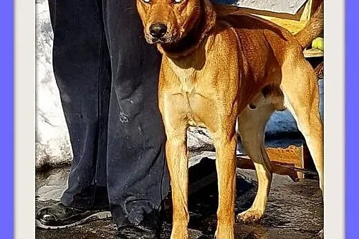 SZOGUN,duży,błękitnooki pies dla aktywnych.ADOPCJA