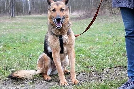 Piękna Gorka w typie Owczarka Niemieckiego,  dolno