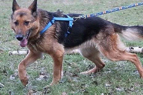 Piękna Gorka w typie Owczarka Niemieckiego,  dolno