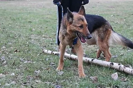 Piękna Gorka w typie Owczarka Niemieckiego,  dolno