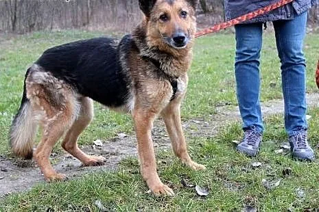Piękna Gorka w typie Owczarka Niemieckiego,  dolno