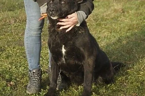 Duży, bardzo miły, aktywny psiak czeka na swój dom!, Łódzkie, Łódź