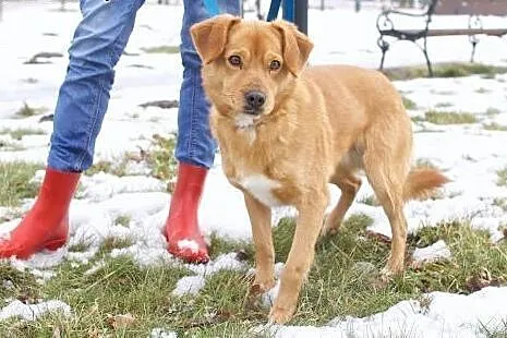 Ruda mordka , ruda łapka weź rudego Rydza nie bądź
