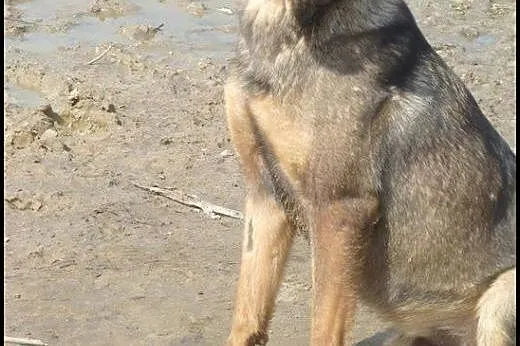 5 letni TOBI szuka domku, takiego na zawsze