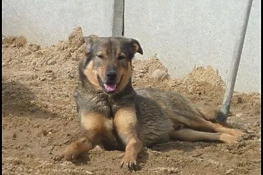 5 letni TOBI szuka domku, takiego na zawsze