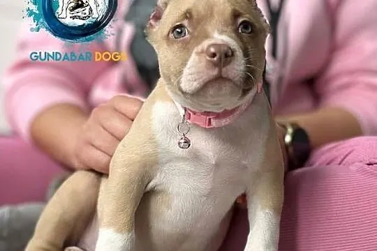 ABKC AMERICAN BULLY, Wielkopolskie, Koło