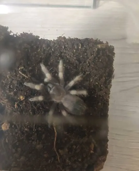 Brachypelma hamorii 2dc, Podkarpackie, Majdan Sieniawski
