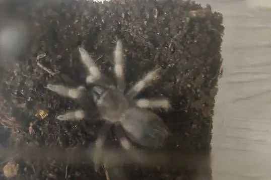 Brachypelma hamorii 2dc, Podkarpackie, Majdan Sieniawski