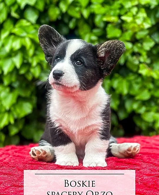 Szczenięta FCI Welsh Corgi Cardigan po Championach_domowa hodowla, Wielkopolskie, Poznań
