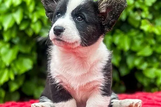 Szczenięta FCI Welsh Corgi Cardigan po Championach_domowa hodowla, Wielkopolskie, Poznań