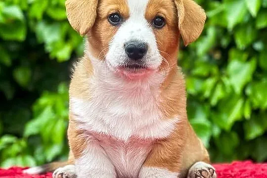 Szczenięta FCI Welsh Corgi Cardigan po Championach_domowa hodowla, Wielkopolskie, Poznań