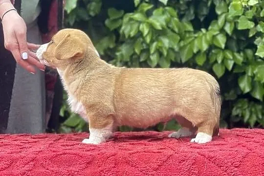 Szczenięta FCI Welsh Corgi Cardigan po Championach_domowa hodowla, Wielkopolskie, Poznań