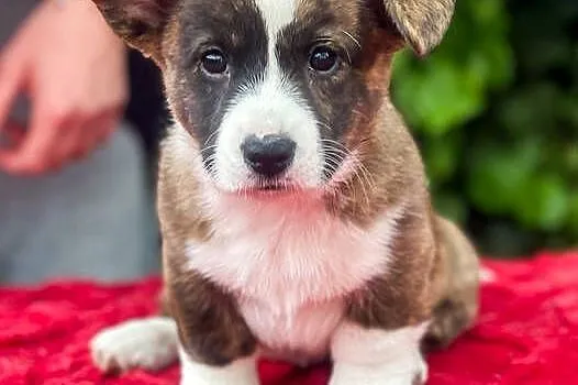 Szczenięta FCI Welsh Corgi Cardigan po Championach_domowa hodowla, Wielkopolskie, Poznań