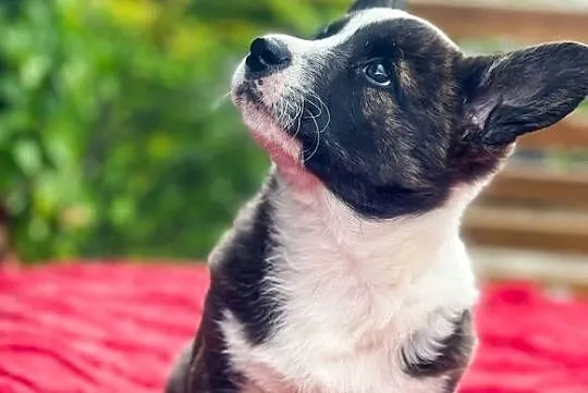 Szczenięta FCI Welsh Corgi Cardigan po Championach_domowa hodowla, Wielkopolskie, Poznań