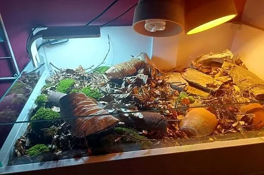 Terrarium rzemieślnicze dla żółwia lądowego