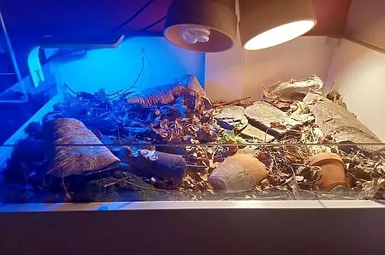 Terrarium rzemieślnicze dla żółwia lądowego, Opolskie, Opole