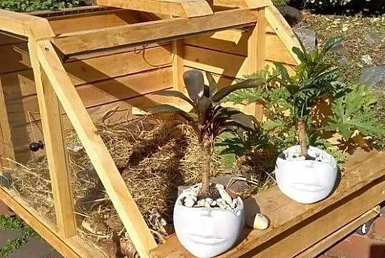 Terrarium rzemieślnicze dla żółwia lądowego, Opolskie, Opole