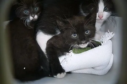 Pingwinki z dachu do adopcji!!!,  łódzkie Łódź