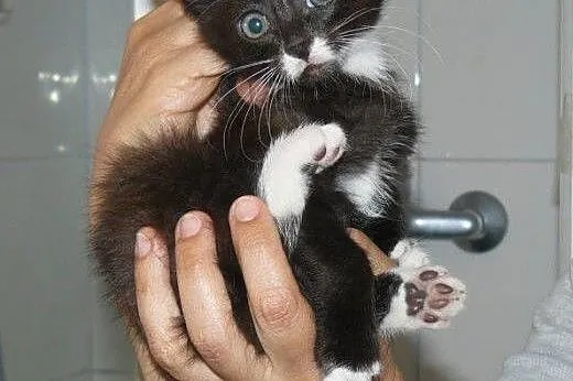 Pingwinki z dachu do adopcji!!!,  łódzkie Łódź