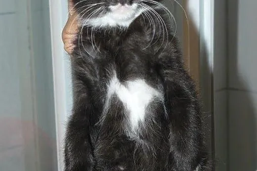 Pingwinki z dachu do adopcji!!!,  łódzkie Łódź