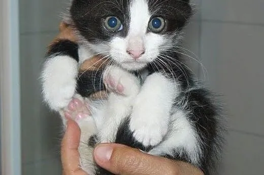 Pingwinki z dachu do adopcji!!!,  łódzkie Łódź