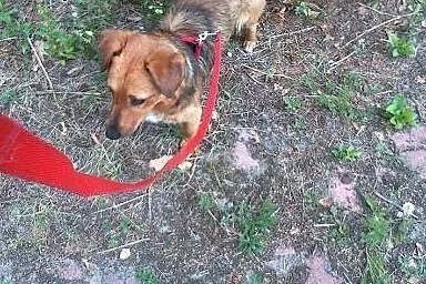 TOBBI BARDZO POTRZEBUJE DOMU !!,  mazowieckie Wars