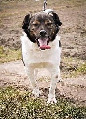 BUBU - kochany, 1,5 roczny, wesoły psiak szuka domu!, mazowieckie Warszawa, Mazowieckie, Warszawa