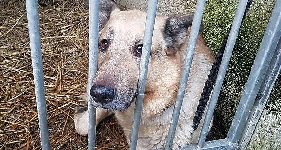 Pomóżmy Dingo wyjść z depresji. Znajdźmy mu nowy dom!, Śląskie, Sosnowiec