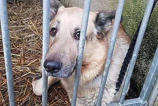 Pomóżmy Dingo wyjść z depresji. Znajdźmy mu nowy dom!, Śląskie, Sosnowiec