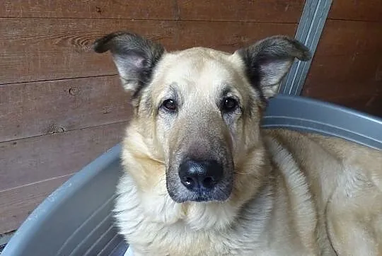 Pomóżmy Dingo wyjść z depresji. Znajdźmy mu nowy dom!, Śląskie, Sosnowiec