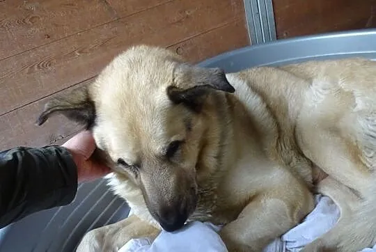 Pomóżmy Dingo wyjść z depresji. Znajdźmy mu nowy dom!, Śląskie, Sosnowiec