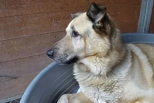 Pomóżmy Dingo wyjść z depresji. Znajdźmy mu nowy dom!, Śląskie, Sosnowiec