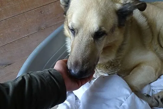 Pomóżmy Dingo wyjść z depresji. Znajdźmy mu nowy dom!, Śląskie, Sosnowiec