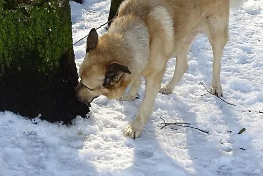 Pomóżmy Dingo wyjść z depresji. Znajdźmy mu nowy dom!, Śląskie, Sosnowiec