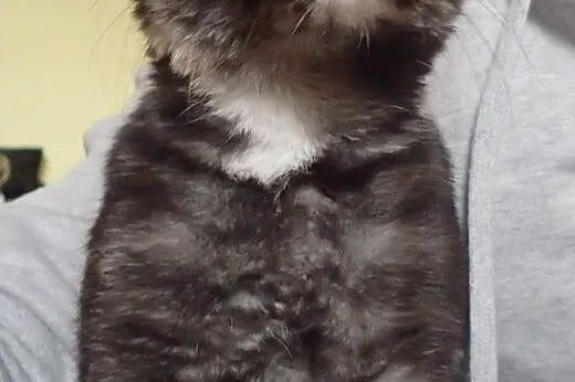 Masza- 4 miesięczna szylkretka do adopcji,  łódzkie Skierniewice