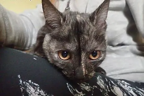 Masza- 4 miesięczna szylkretka do adopcji,  łódzki