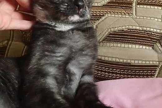 Masza- 4 miesięczna szylkretka do adopcji,  łódzki