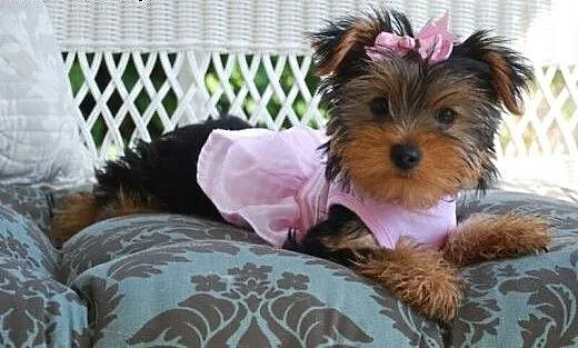 Yorkie szczenieta piekne mieszanych terier do przy