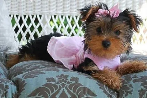 Yorkie szczenieta piekne mieszanych terier do przy