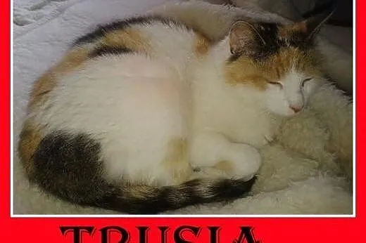 Do dzieci,króliczy,dłuższy włos,tulaśna,młoda kotka TRUSIA,  mazowieckie Warszawa