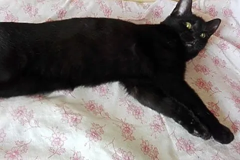 Inez - filigranowa koteczka szuka domu